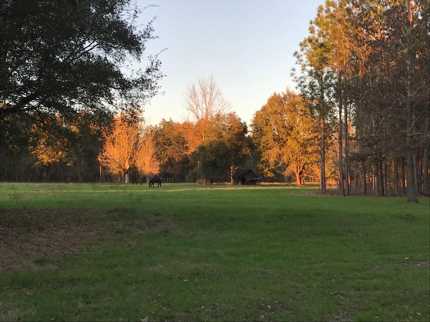 Evening sunlight across a green field and trees in Baker Feed's farm photographs.