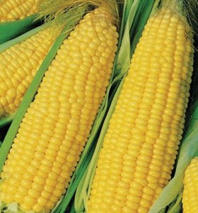 Corn, Truckers Yellow