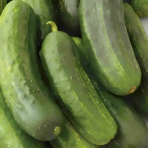 Cucumber - National Pickling