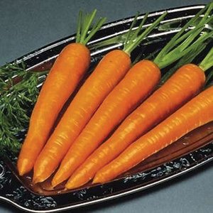 Imperator Carrot Seed