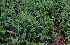 Texas Cream 8 Cowpea Seed