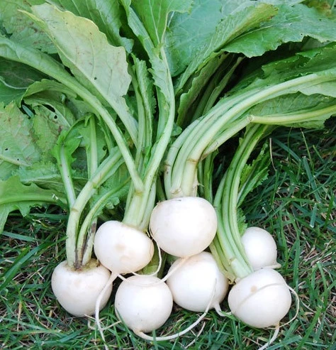 White Egg Turnip Seed