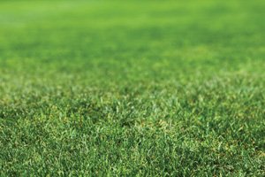 Pensacola Bahiagrass Seed