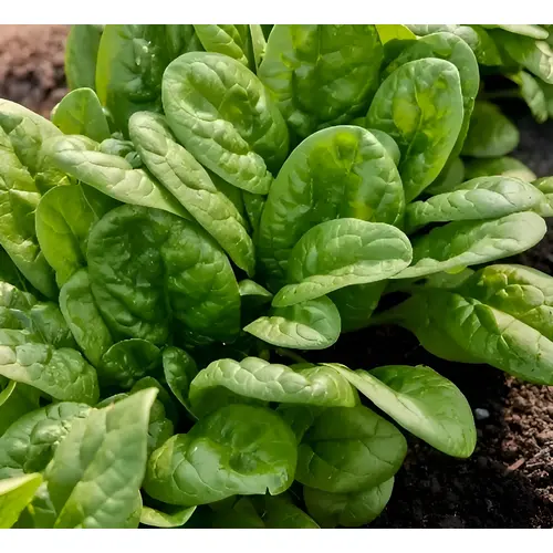 Bloomsdale Spinach