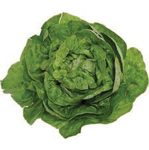 Bibb Lettuce Seed