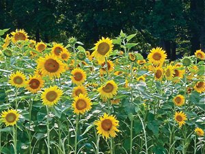 Peredovik Sunflower Seed
