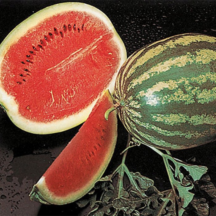 Crimson Sweet Watermelon Seed