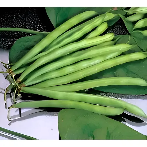 Blue Lake FM1 Pole Bean Seed
