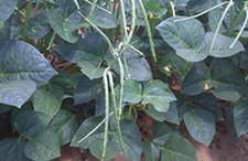 Texas Cream 40 Cowpea Seed