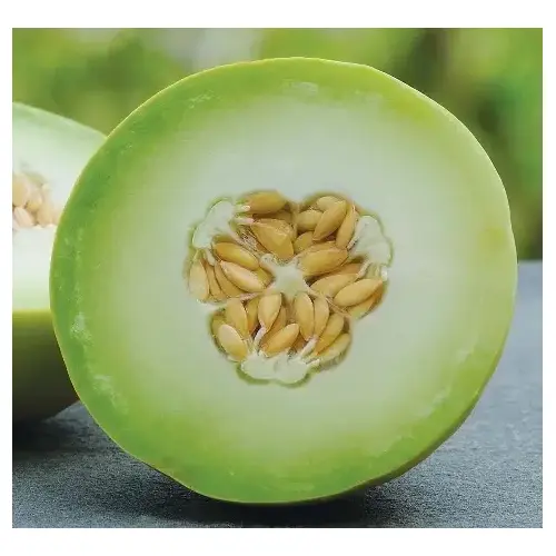 Honey Dew Green Flesh Melon Seed