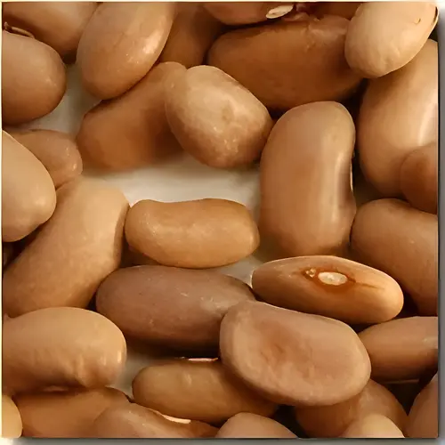 Kentucky Wonder Pole Bean