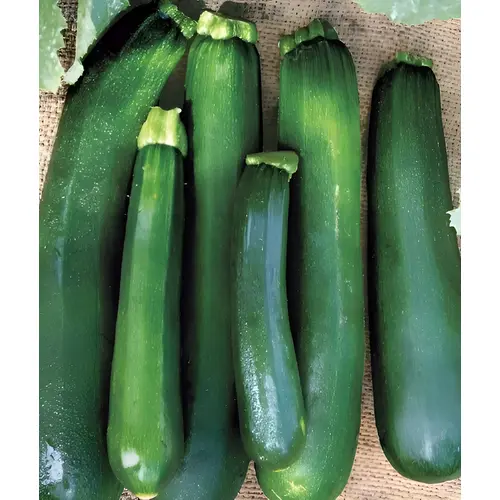 Black Beauty Zucchini Squash