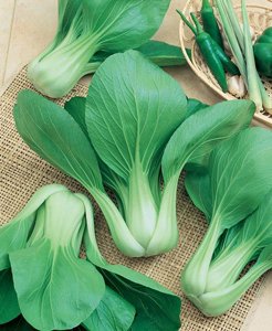 Cabbage, Bok Choi Seed