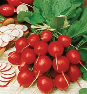 Cherry Bell Radish Seed