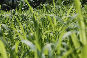 Egyptian Wheat Seed, Shallu