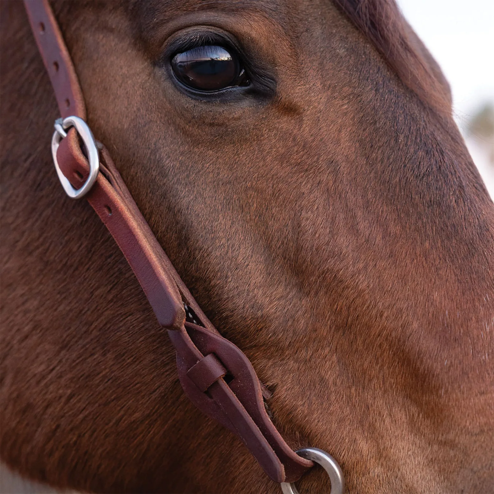 Weaver Leather Working Tack Quick Change Single-Ply Headstall, Leather Tab Ends