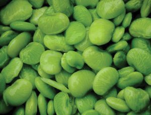Bean, Cangreen Lima, Bush