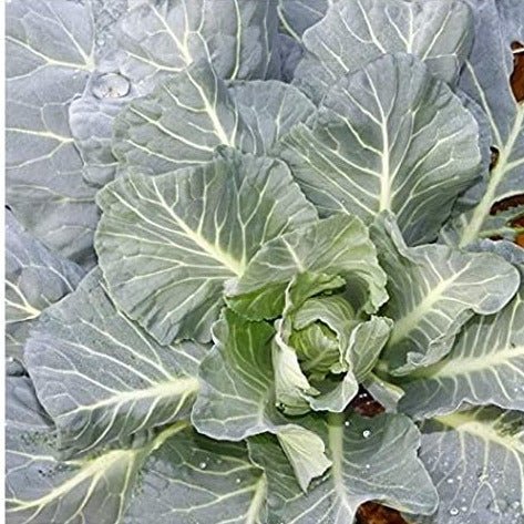 Morris Heading Collard Seed