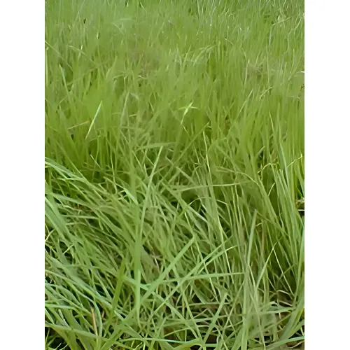 Tifton 9 Bahiagrass Seed