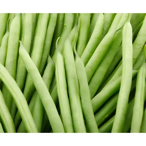 Contender Bush Bean Seed