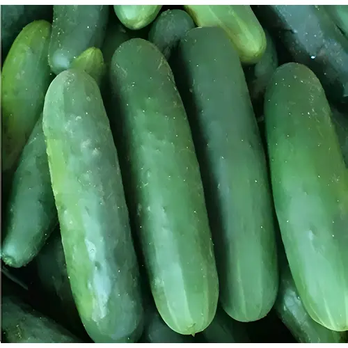 Cucumber - Poinsett 76
