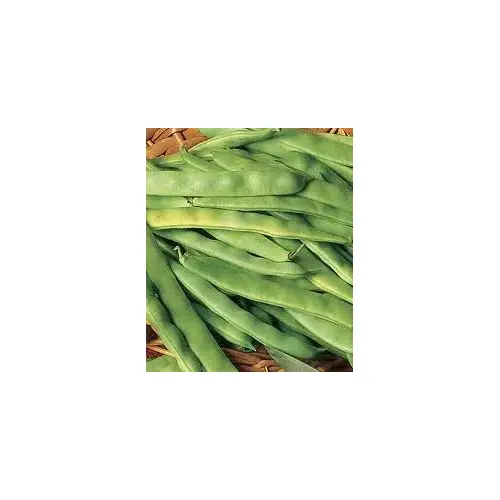 Roma II Bush Bean Seed