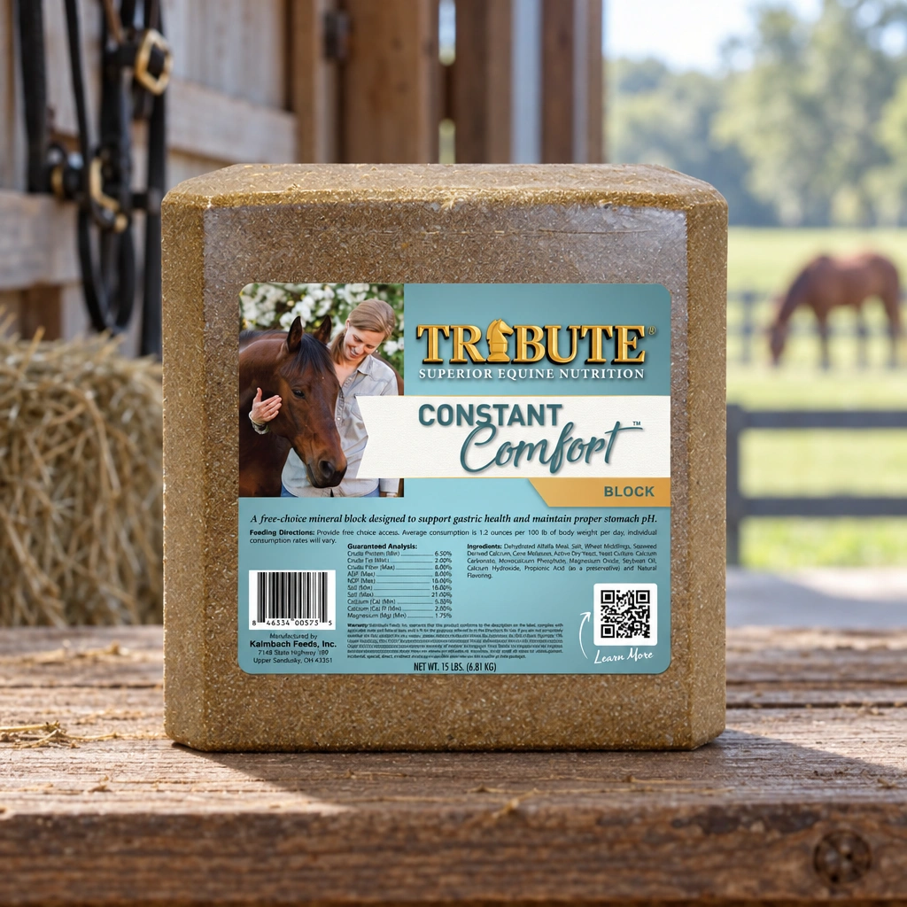 Tribute Constant Comfort 15 lb mineral block on a workbench in a Northwest Florida horse barn.