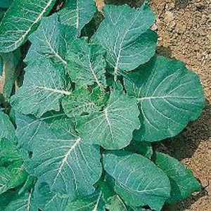 Georgia Southern Collard Seed