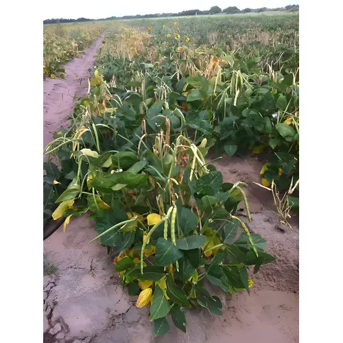 Elite Cowpea Seed