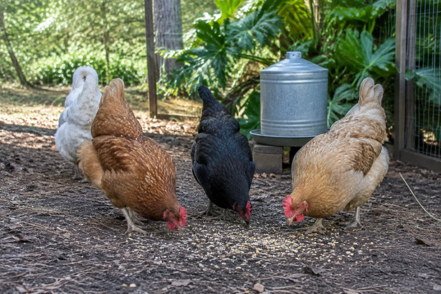 Realistic, natural-light photograph of a small backyard flock of adult hens pecking a modest, measured scatter of mixed scratch grains in a clean Flor