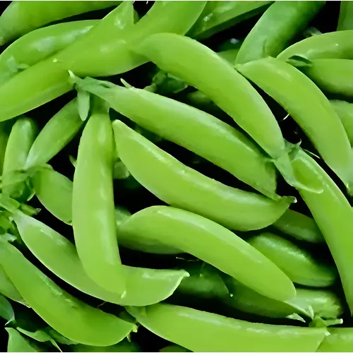 Sugar Snap Pea