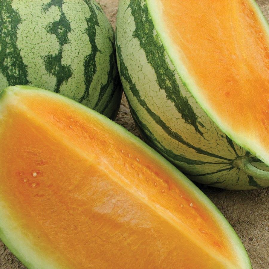 Tender Sweet Orange Flesh Watermelon Seed