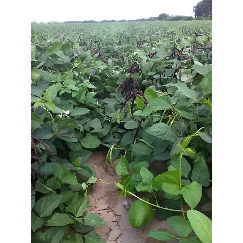 Pinkeye Purplehull Cowpea
