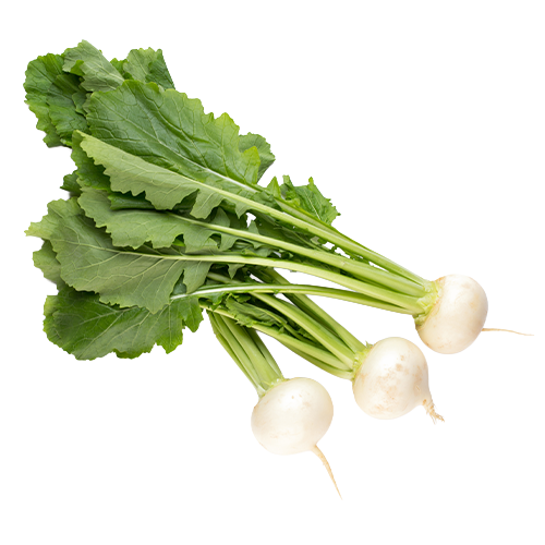 Shogoin Turnip Seed