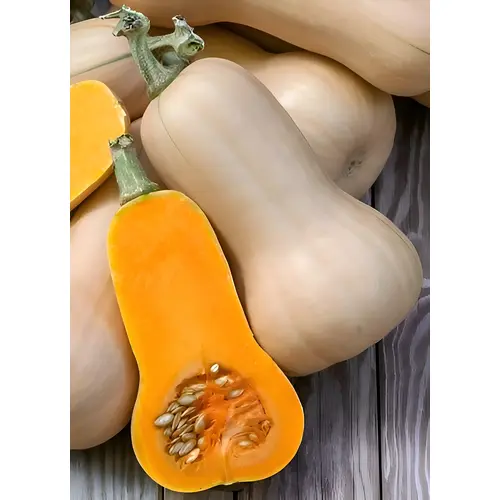 Waltham Butternut Squash