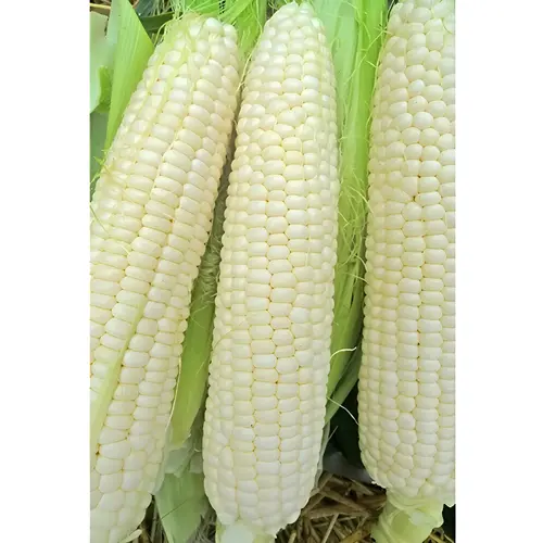 Truckers Favorite White Corn Seed