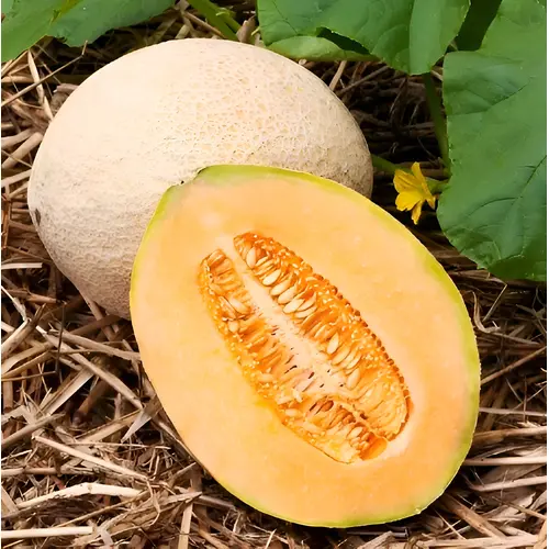 Melon - Hales Best Jumbo Cantaloupe
