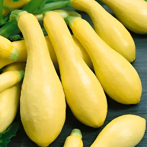 Early Prolific Straightneck Squash Seed