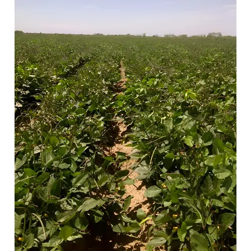 Cowpeas Quickpick Pinkeye