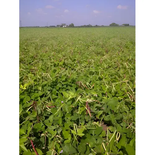 Mississippi Purple Brown Crowder Cowpea