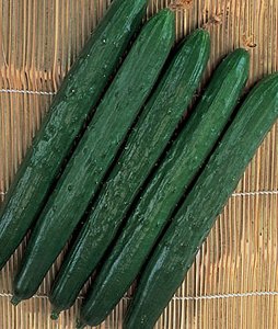 Cucumber, Tasty Green Burpless