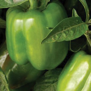 Pepper, California Wonder Bell